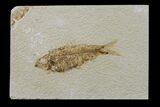 Fossil Fish (Knightia) - Wyoming #159540-1